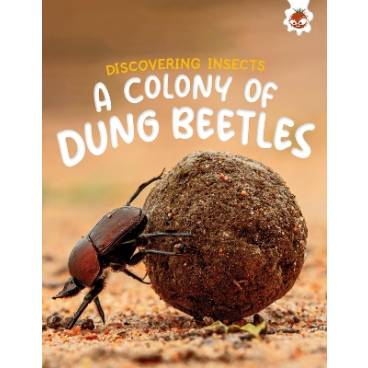 Discovering Insects: A Colony of Dung Beetles